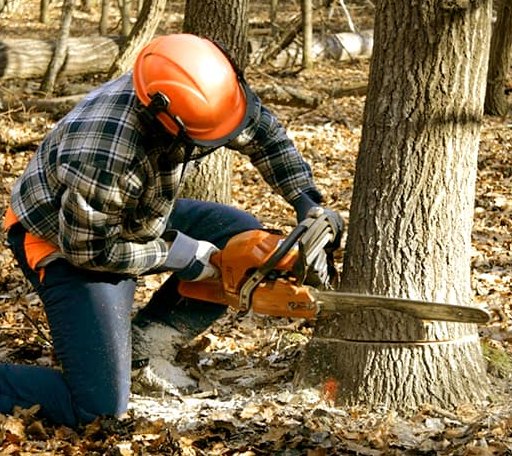 Tree Removal in Eustis, ME